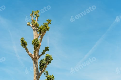 Preview: Tree topping, small branches with green leaves growing at treetop after severe pruning