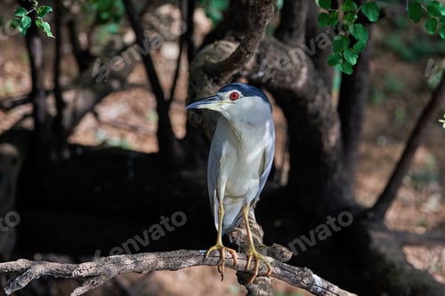 Preview: Black-crowned night heron (Nycticorax nycticorax)