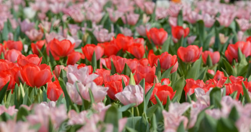 Preview: Tulips flowers growing at field