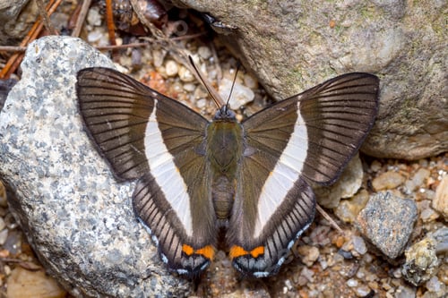 Preview: Butterfly sunbathing on the ground to warm its wings