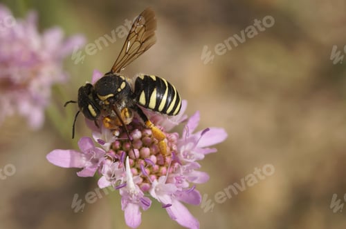 Preview: Closeup on European rare, endangered Mediterranean interrupted resin-leafcutter Trachusa interrupta
