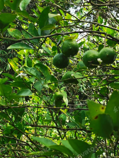 Preview: Selective focus image of green key lime hanging on the tree.