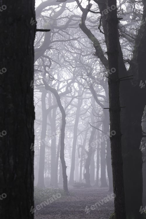 Preview: Dense autumn forest shrouded in fog on a cold afternoon
