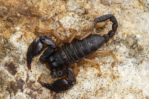 Preview: Overhead shot of a European yellow-tailed scorpion on a sandy ground