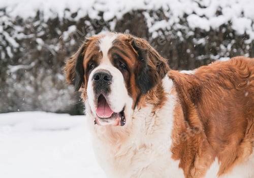 Preview: Portrait of saint bernard adult dog walking outdoors in winter day