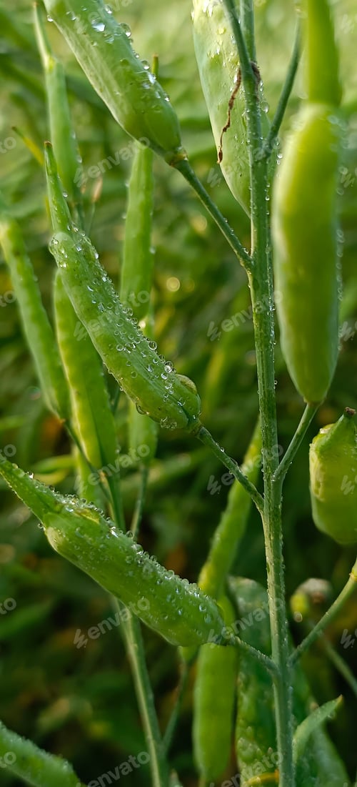Preview: Vertical close-up shot of wet radish seed pods growing in the daytime.