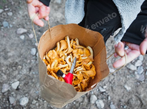 Preview: Top view of human hands holding paper bag full of Chanterelle mushrooms and a mushroom knife
