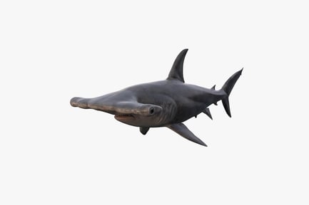 Preview: Detailed Hammerhead Shark