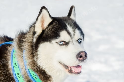 Preview: Siberian husky dog close up outdoor face portrait