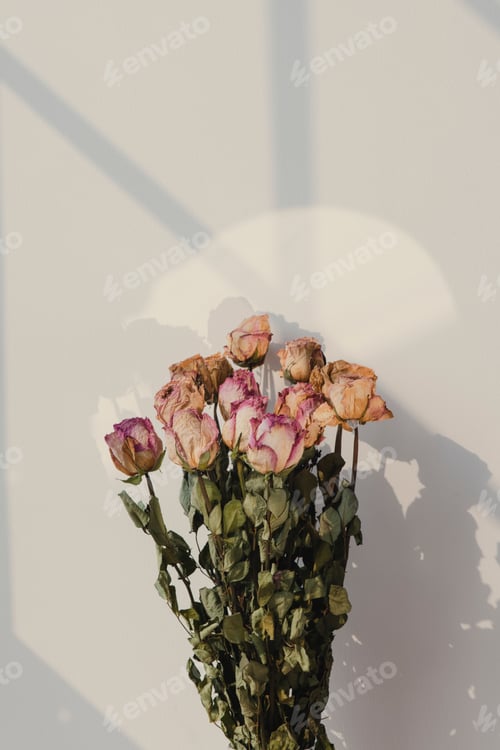 Preview: Bouquet of dried roses with a window shadow on a wall