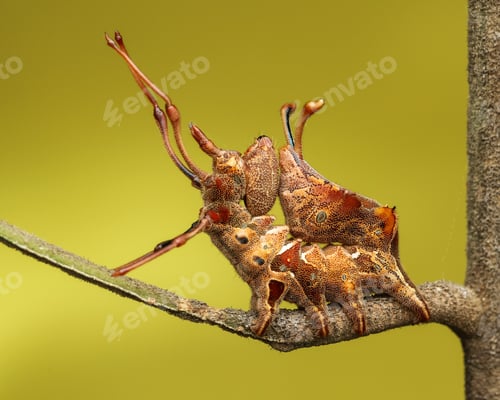Preview: caterpillar