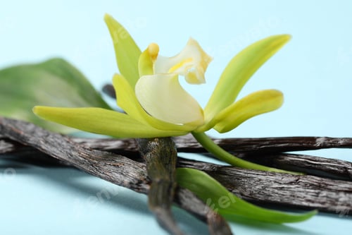 Preview: Vanilla pods, beautiful flower and green leaves on light blue background, closeup