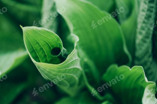 Preview: Green leaves texture. Tropical leaf background. Banner. Top view