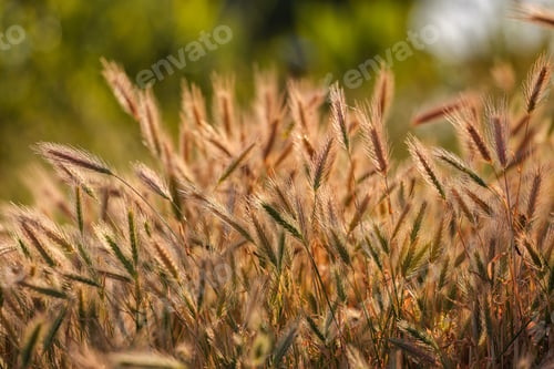 Preview: Amazing summer background golden wheat ears in sunlight.