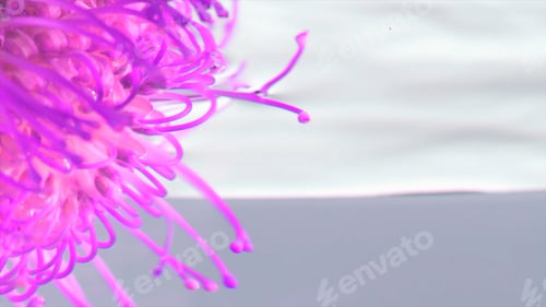 Preview: Close up of putting a bud of a strange pink flower with long petals. Stock footage. Beautiful flower