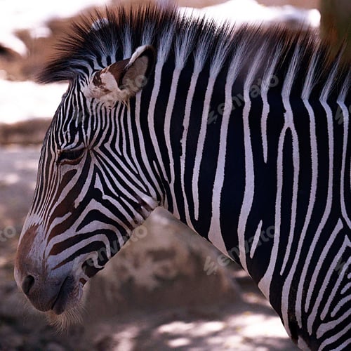 Preview: Closeup of zebra on blurred background