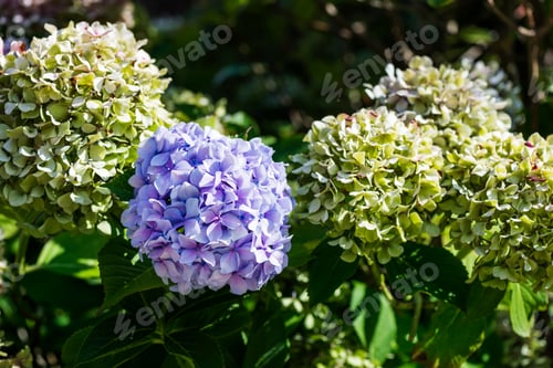Preview: Green and Blue Hydrangea Flowers in the Summer Garden