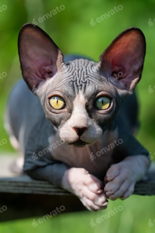 Preview: Beautiful bicolor young Sphinx cat lies on the rug, looks at camera and listens to what they say