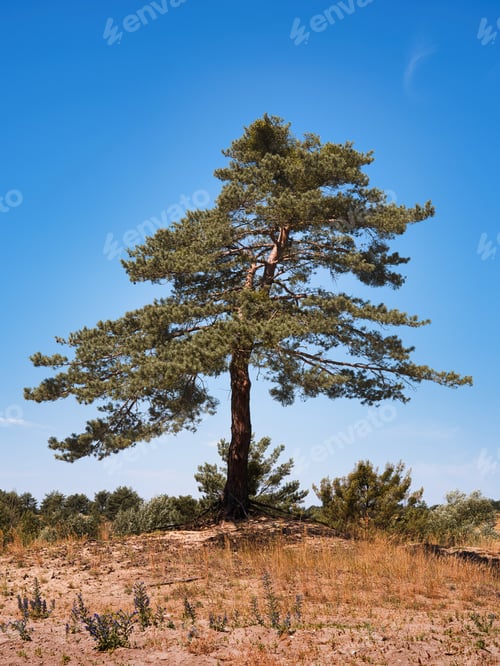 Preview: Free standing coniferous tree in nature and blue sky