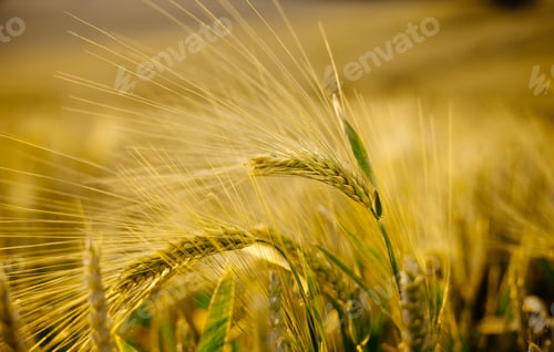 Preview: Wheat grass field and soft sunlight beautiful landscape