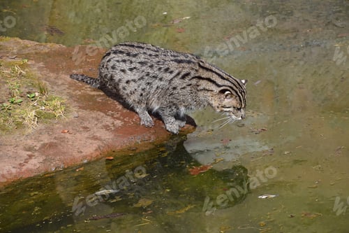 Preview: Fishing cat hunting and watching fish in water