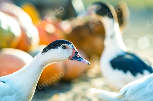 Preview: Detail of a duck head. Ducks feed on traditional rural barnyard. Close up of waterbird standing on