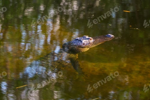 Preview: Alligator
