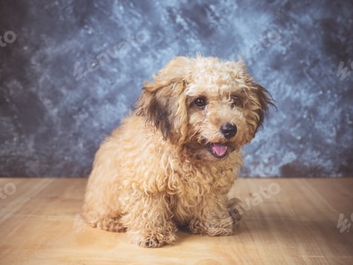 Preview: Small poodle puppy on grunge background.