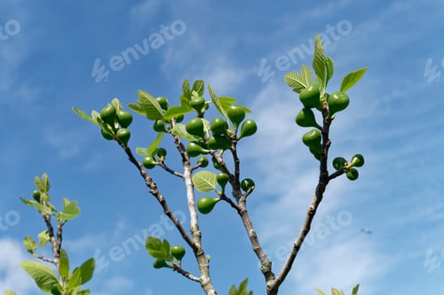 Preview: green raw figs growing on the branch front of the sky