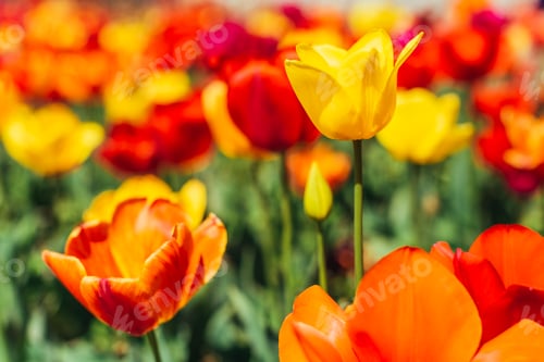 Preview: Tulip. Beautiful bouquet of tulips. colorful tulips.
