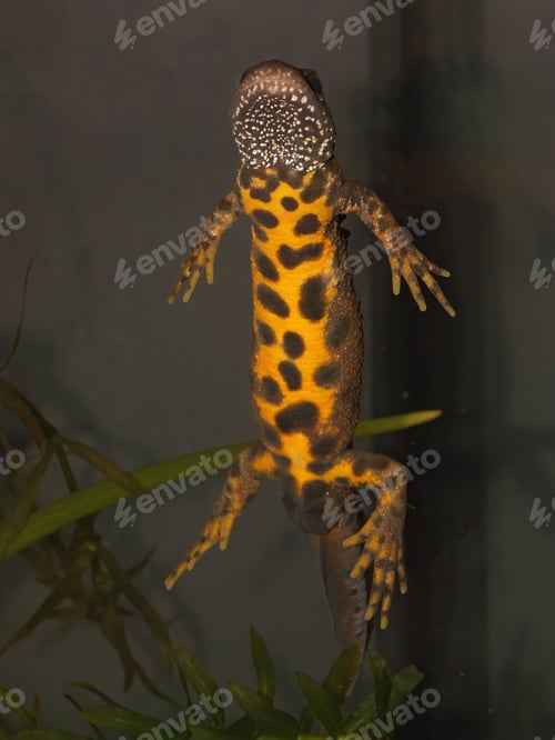 Preview: Closeup on the colorful orange ventral side of a male crested newt