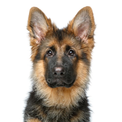 Preview: beautiful german shepard puppy