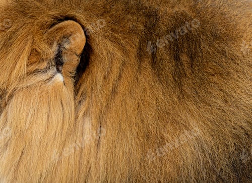 Preview: Ear Close-up of a lion, fur and mane animal background