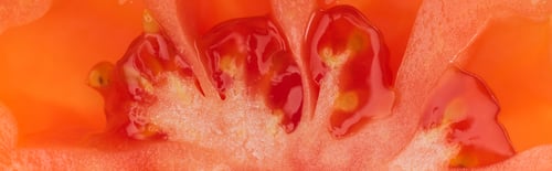 Preview: close up view of red fresh tomato half with seeds, panoramic shot