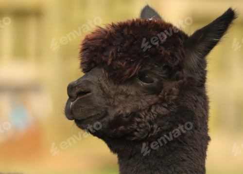 Preview: Black alpaca
