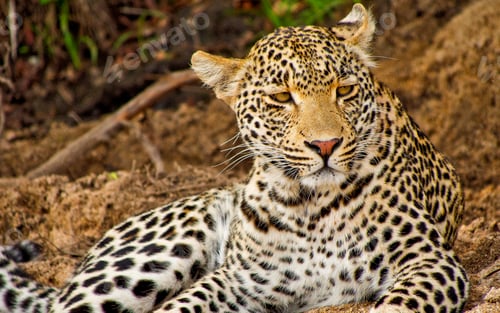 Preview: Leopard, Kruger National Park, South Africa