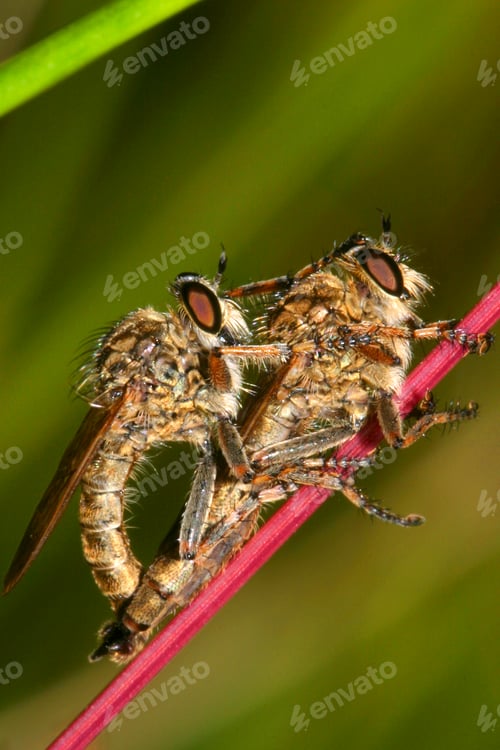 Preview: Horse Flies Mating, Sierra de Guadarrama National Park, Spain