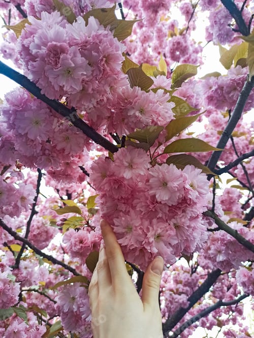 Preview: Woman is touching sakura blooming flowers