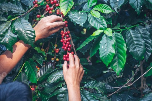 Preview: Man Hands harvest coffee bean ripe Red berries plant fresh seed coffee tree grow green eco farm
