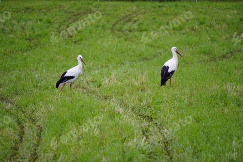 Preview: Two white storks walking in a lush green field