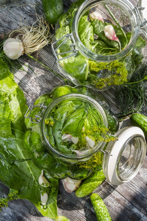 Preview: Fresh pickling cucumbers in the countryside