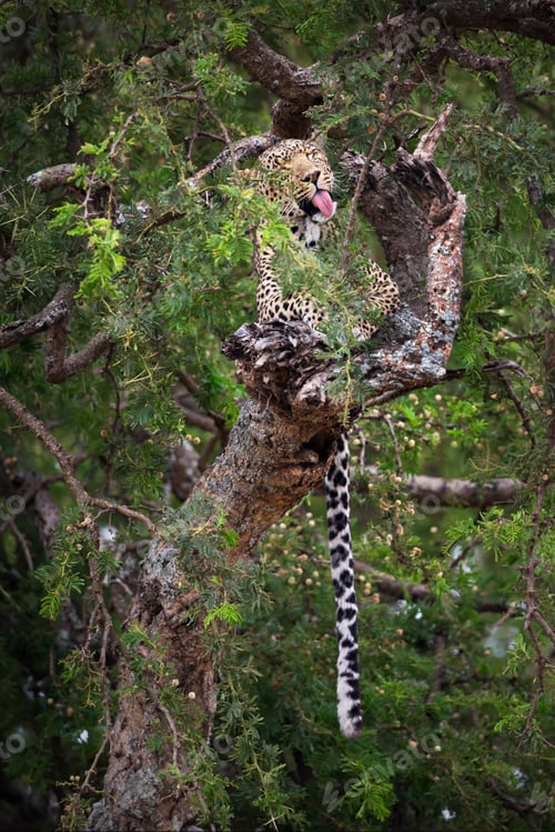 Preview: Vertical shot of a cheetah in a tree in Tanzania