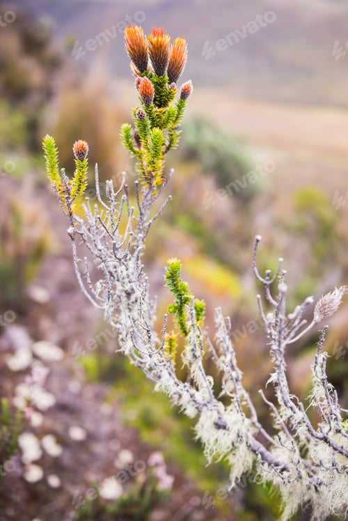 Preview: Chuquiraga Jussieui, the flower of love on Ruminahui Volcano, Cotopaxi National Park, Ecuador, South
