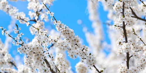 Preview: White plum blossom on blue sky background, beautiful white flowers of prunus tree in city garden