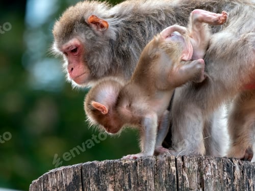 Preview: Portrait Of A Japanese Macaque Snow Monkey.