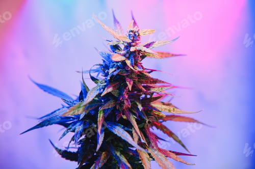 Preview: Cannabis Marijuana plant in Vaporwave deep purple neon style.