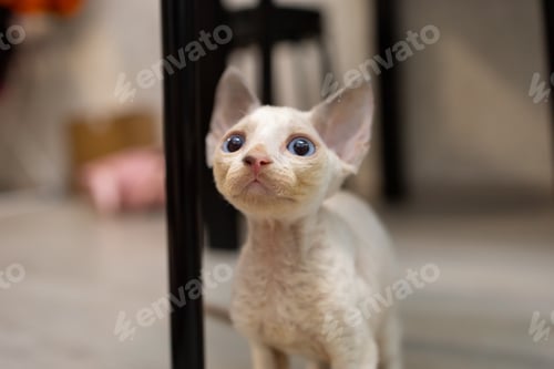 Preview: Devon Rex kitten raised his head and looks with compassionate eyes