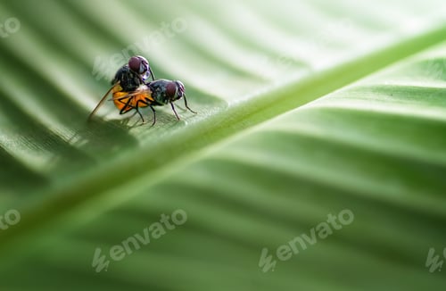 Preview: flies in mating