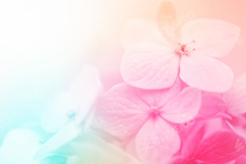 Preview: Colorful Flowers In Soft Color And Blur Style For Background