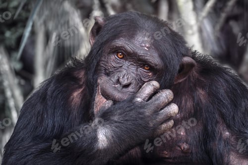 Preview: Close up view of Chimpanzee (Pan troglodytes).